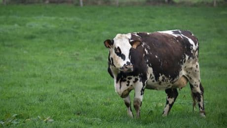 "C'est improbable": une vache crée le désordre dans les rues de Sainte-Foy-lès-Lyon