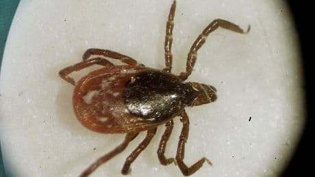 Climate change driving rise in tick-borne illnesses such as Lyme disease
