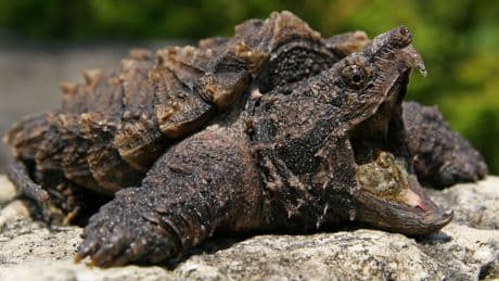 12 Kilo schwer und extrem bissig! - Geierschildkröte Gabi in Kanal gefunden