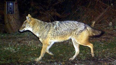 Tote Schafe: Sylter Schäfer bangen um ihre Lämmer