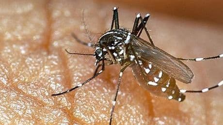Salud avisa de «la alta probabilidad» de casos de chikugunya en Gipuzkoa a través de mosquitos