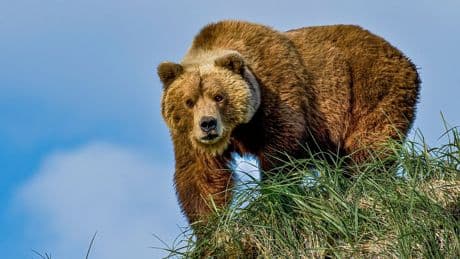 Could you survive a bear attack? It might depend on the species