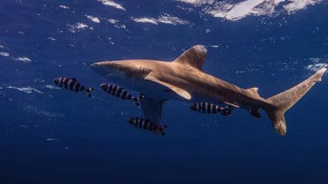 Les attaques de requin sont en hausse et c'est la faute des influenceurs