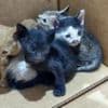 Orphaned kittens saved by Royal Navy sailors