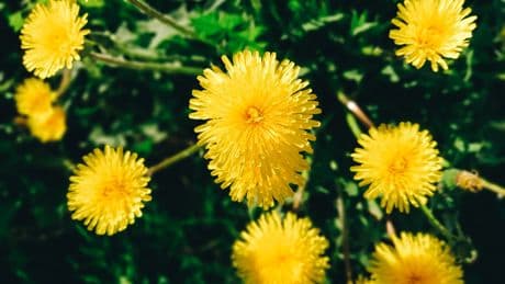 Löwenzahn im Garten: Nützliche Wildpflanze oder lästiges Unkraut?