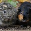 Meerschweinchen, Hühner & Co.: Dänischer Zoo wirbt um Haustiere zum Verfüttern