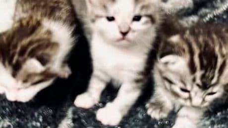 Fürth in Hessen: Unbekannte klauen fünf Katzenbabys aus Wohnung