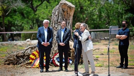 Steinmeier in Israel: Ein Olivenbaum mitten in der Zerstörung