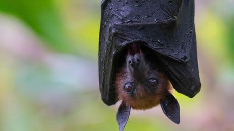 États-Unis : une chauve-souris entre dans la bouche d’une touriste qui doit payer 21.000 dollars de frais médicaux