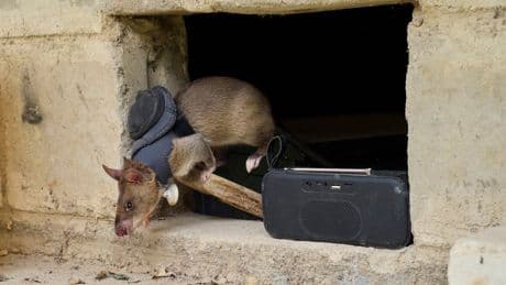 Land mines and tuberculosis are no match for Tanzanian ‘hero rats’ sniffing out danger and disease