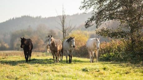 Tiere: Auto stößt mit ausgebüxtem Pferd zusammen