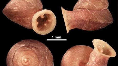 Snail Called Picasso Joins List Of Species Named After Artists