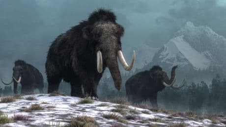 À quoi ressemblait le microbiote des mammouths ?