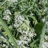 Cueillette du muguet et de l’ail des ours : comment les reconnaître pour éviter l’intoxication