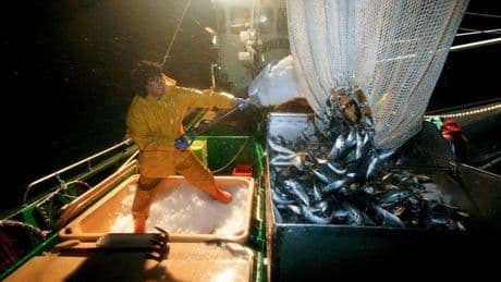 Pesca ayudará con 268.700 euros a la flota que no ha capturado chicharro