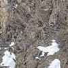 Snow leopard is almost IMPOSSIBLE to see as it blends in perfectly with its surroundings - so can YOU spot it?