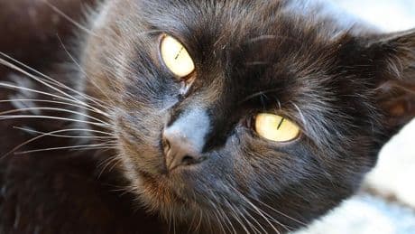 Spezielles Verhalten: Warum Katzen die Nähe von Menschen suchen, die keine Katzen mögen