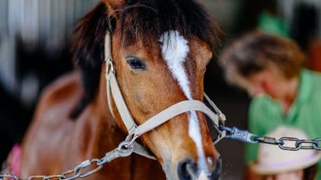 Neuer Pferde-Trend: Mit Pferden spazieren ist das neue Reiten