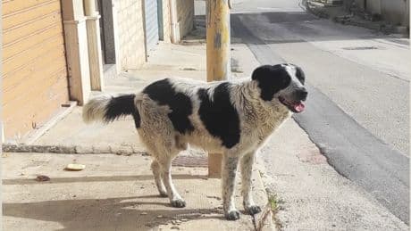 Merlino, il cane del quartiere sgozzato in strada: choc a Naro. Fermato un 27enne