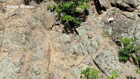 Nadir rastlanılan beyaz dağ keçisi Artvin'de ortaya çıktı
