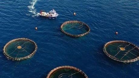 Doğu Karadeniz'in su ürünleri ihracatı 69,8 milyon doları aştı