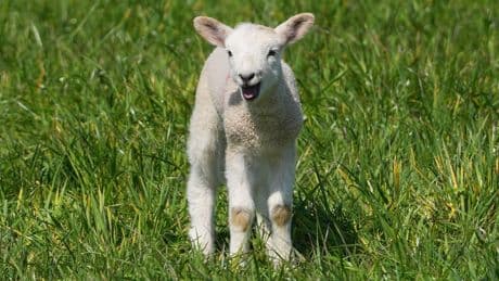 Buntes: Schaf von Überholspur auf der Autobahn gerettet