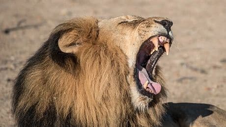 Estos son los animales más mortíferos: ninguno de los tres primeros es un gran carnívoro