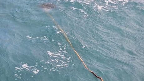 Kitesurfer notices stick in ocean then realise something is alive on the end