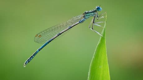 « Justice pour le vivant » : 5 espèces d’insectes menacées en France