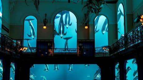Face aux menaces, le musée de Monaco rêve d’une Méditerranée régénérée