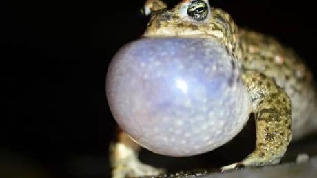 Dumfries and Galloway residents urged to listen out for rare Scottish amphibian