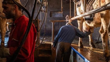 Matières premières : « Le prix du lait casse des briques »