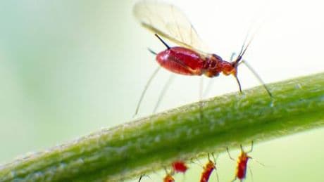 Blattläuse im Garten: Wie rette ich meine Pflanzen bei einem Befall?