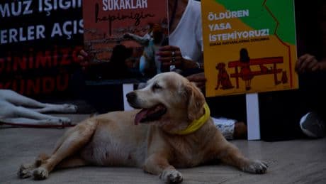 İstanbul Valiliği sokak köpeklerini hedef aldı: "İvedilikle toplanmalı”