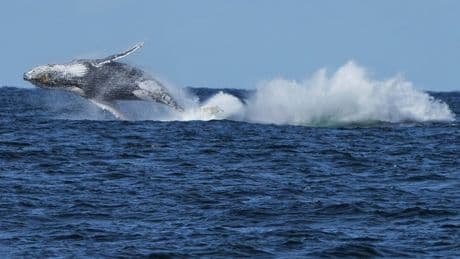 Commuter ferries held up as humpback whales migrate