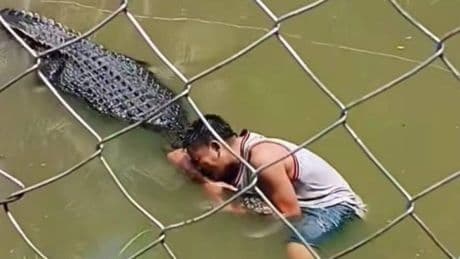Horror moment idiotic tourist is savage by 15ft crocodile after climbing into beast’s cage to pose for selfies