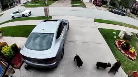 Couple says they are ‘traumatized’ after being attacked by three small dogs in their yard