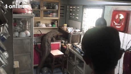 Thailand: Riesenechse auf Küchenspüle – Familie hat Schockmoment