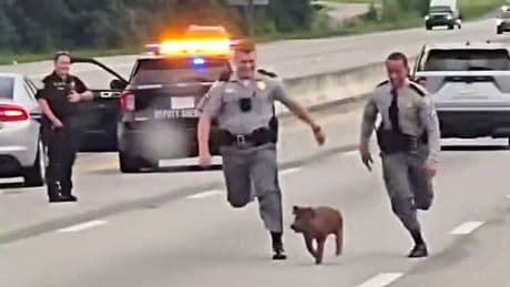 South Carolina: Polizisten jagen Schwein auf Autobahn – Video