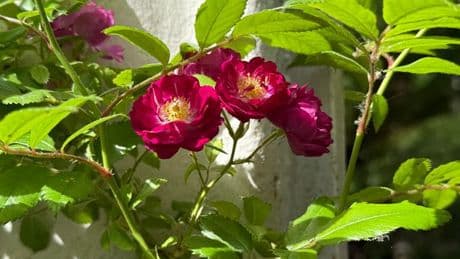Homes with flowering perennials urged to carry out crucial task to ensure new blooms