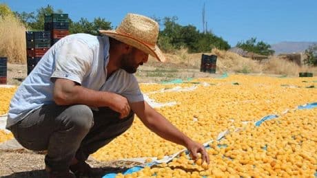 Coğrafi işaretli lezzette hasat vakti! Rusya, Irak… Kilosu 50 TL’den Avrupa’ya tonlarca gönderiliyor
