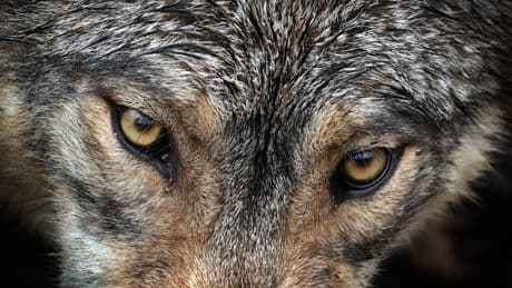 Tierschutz: EU-Parlament macht Weg für mehr Wolfs-Abschüsse frei