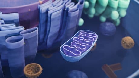 How a third parent's DNA can prevent an inherited disease