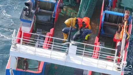 Denunciado un pesquero gallego por capturar 18 delfines y arrojarlos muertos al mar