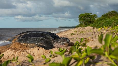 « Ça fait quarante ans qu’on alerte » : le désarroi des Guyanais face à la pêche illégale