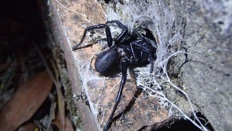 Le venin d'une araignée australienne pourrait aider les chercheurs à sauver des millions de vies