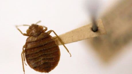 Scientists identify key shift that led to huge rise in bedbugs