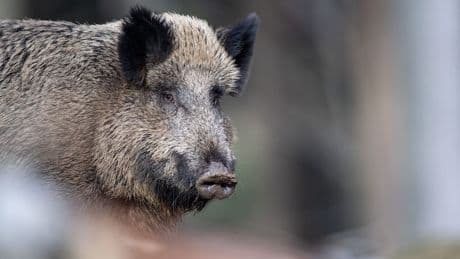 Afrikanische Schweinepest  - Millionen-Kosten durch Tier-Seuche