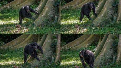 Chimpanzees drum with regular rhythm when they beat on tree trunks, a form of ancient communication