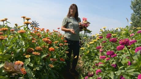 ‘It calms you right down’: U-pick flower farms a relaxing trip